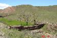 نهالکاری پشت بند گابیونی روستای سرچم-شهرستان زنجان-اعتبارات ملی